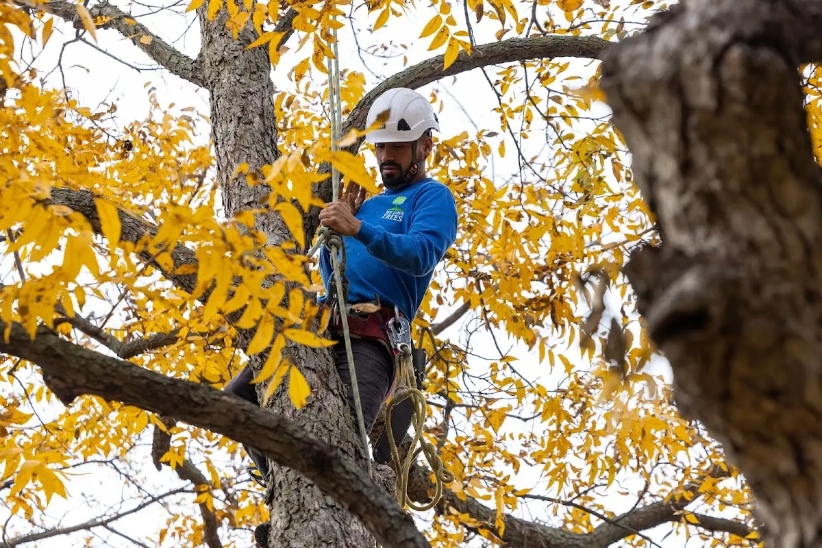 Skilled Storm Damage Cleanup crew working in Hawthorne