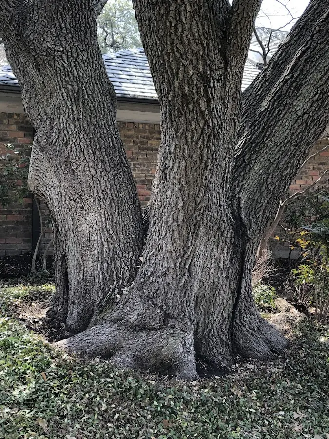 Mature heritage tree close to a Hawthorne property cared for by certified arborists